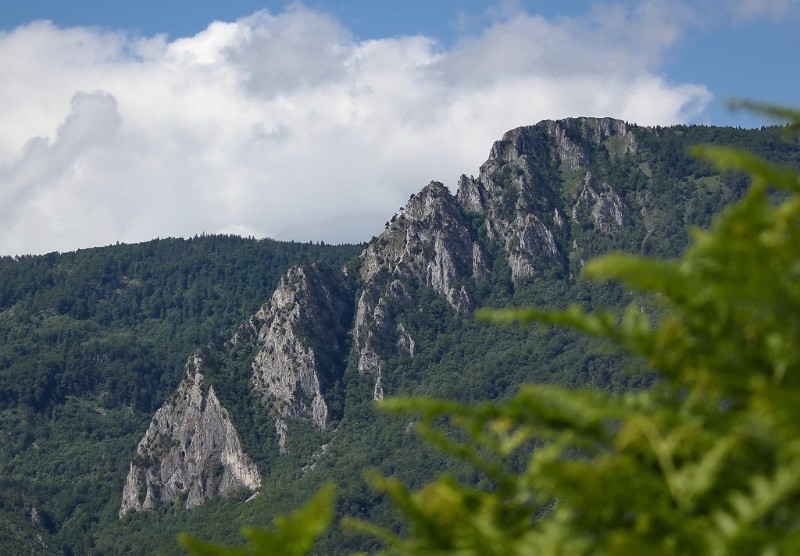 Mokra gora